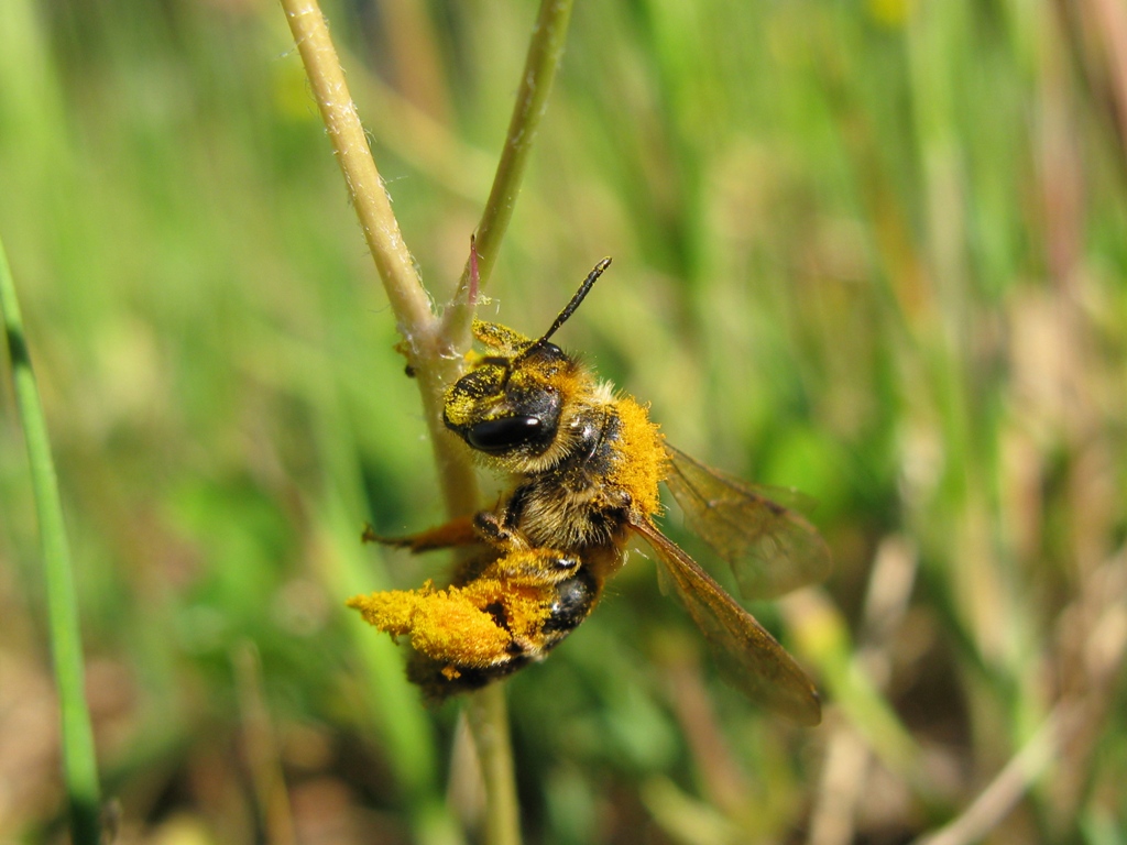 imenottero 5:  Femmina di Andrena